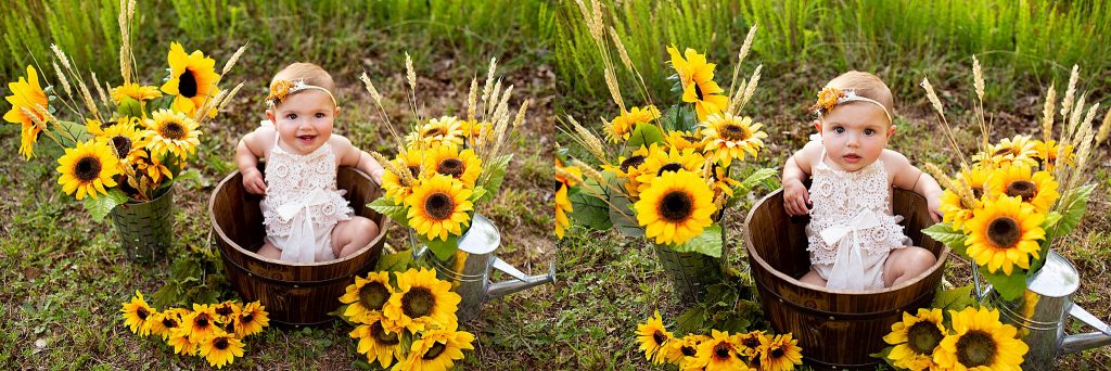 south-jersey-sunflower-photo